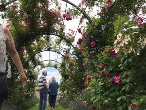 A metal tunnel with roses overheard. There a people walking through in the distance. 