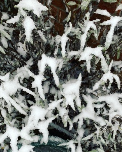 Close up of a hedge covered in snow with leaves weighed down by the snow. Some green can be seen. 