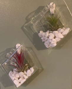 Two diamond shaped glass wall vases part filled with white stones. Green and red spiky plants grow inside. 