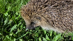 Close up of a hedgehog on the grass. 
